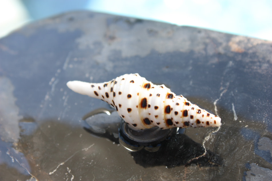 Seashell Magnet #10 - Coastal Decor Seashell Magnet #10 - Coastal Decor